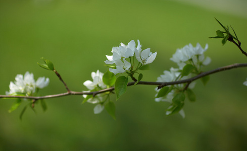 苹果树