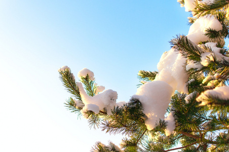 用新鲜的雪白色圣诞节常青树图片