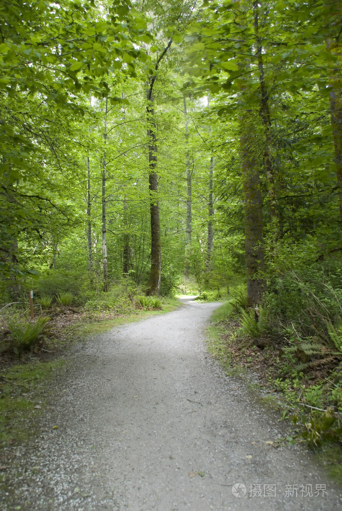 穿过树林的小路照片-正版商用图片00jyvo-摄图新视界