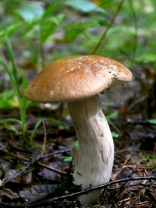 cep。 蘑菇。