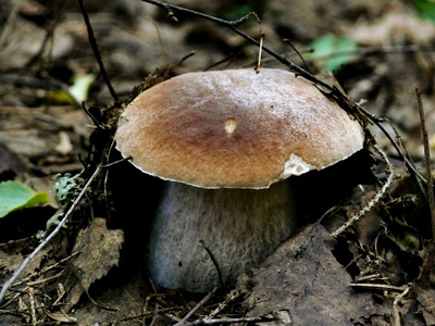 cep。 蘑菇。