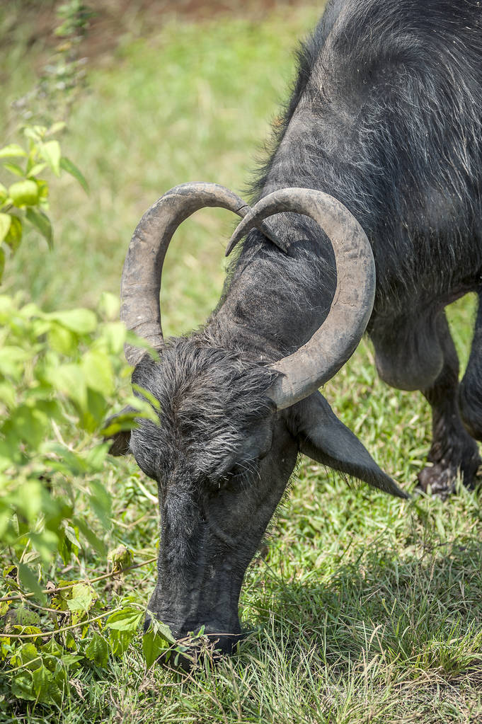 水牛神圣的动物在印度