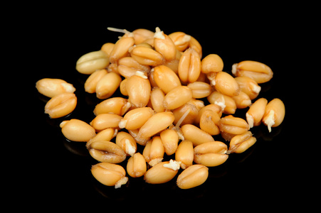 小麦胚芽在黑色背景上照片