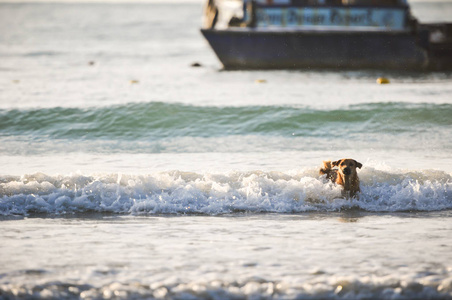 狗散步, 活跃狗在海滩上玩夏天