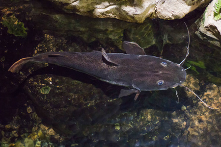 美丽的蓝眼睛鲶鱼,从上面的水观下照片