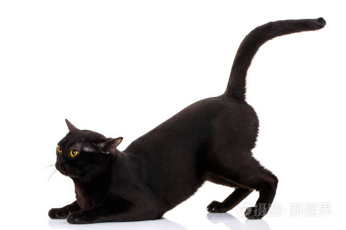 坐在前面爪子的黑猫举行高尾