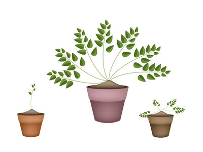 三种常绿植物在陶瓷花盆图片