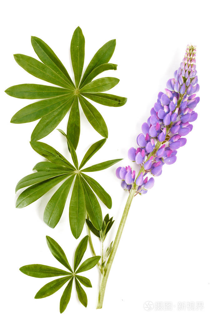 紫罗兰色的花和叶子在白色背景上