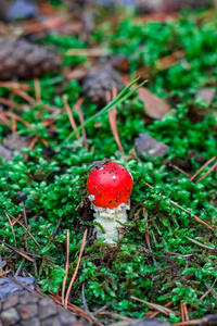 红毒鹅膏菌蘑菇