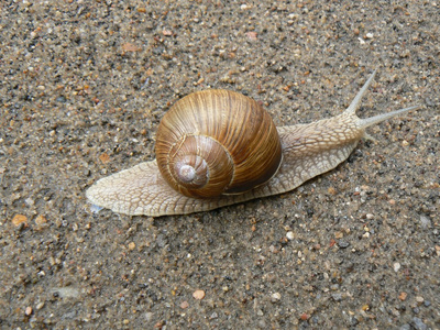蜗牛的房子图片