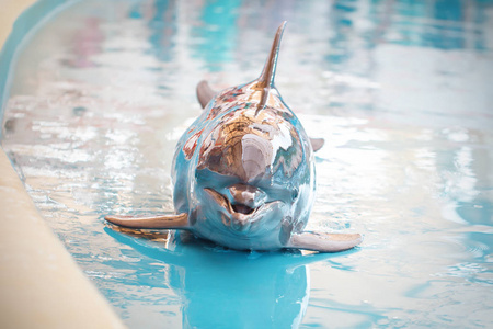 一只小海豚是微笑,在游泳池玩照片