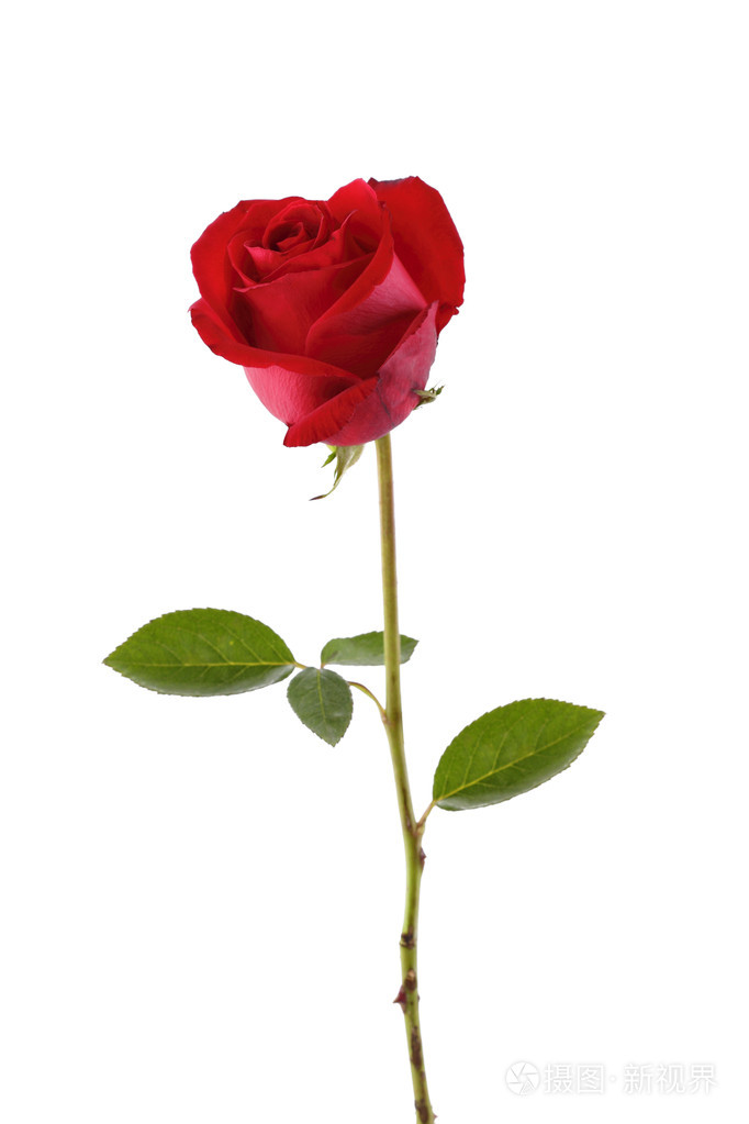 单独一朵玫瑰花真实图片