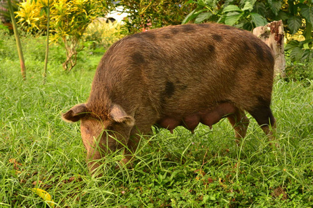 野生母猪饲喂草