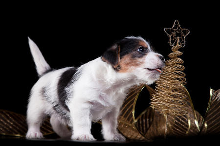杰克罗素梗犬小狗的犬种照片