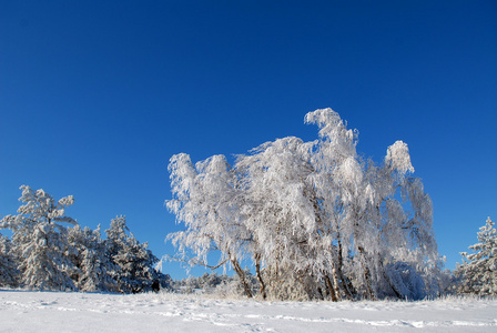 桦树在白霜