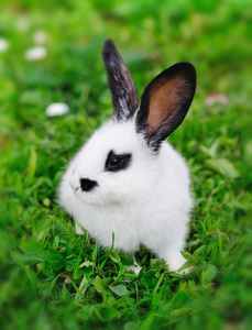 宝贝白兔子在草地上