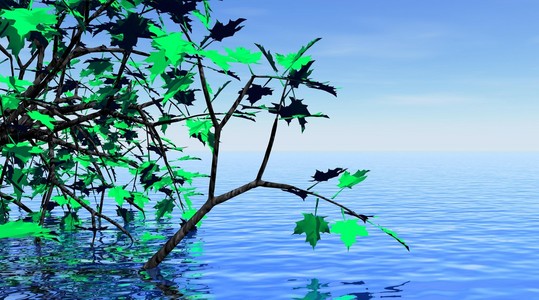 槭树和美丽的水图片