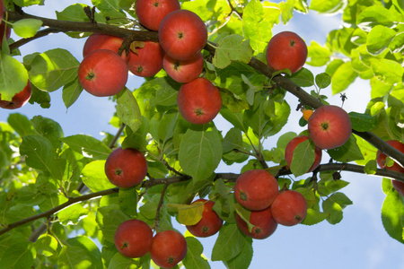 成熟的苹果红一棵树上成熟的红苹果照片