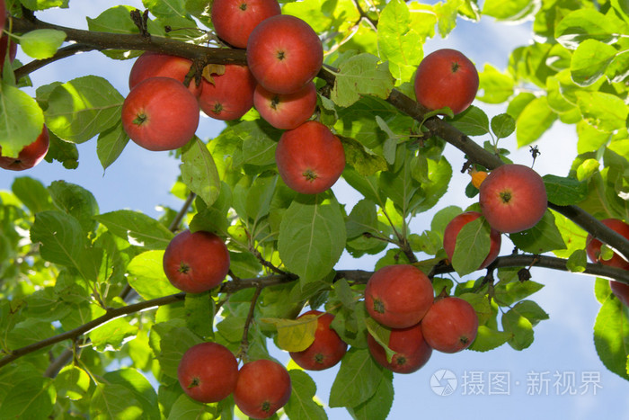 一棵树上成熟的红苹果