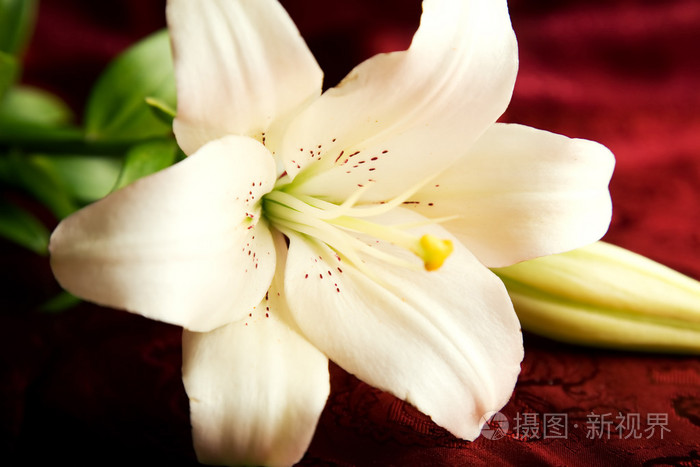 红色背景上的白百合照片 正版商用图片00kegd 摄图新视界 红色背景上的白百合照片 正版商用图片00kegd 摄图新视界