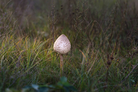 美丽的蘑菇生长在秋天的树林