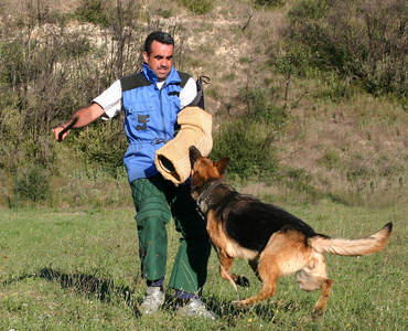 警察犬训练