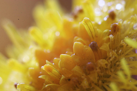 美丽的黄色花朵的微距照片