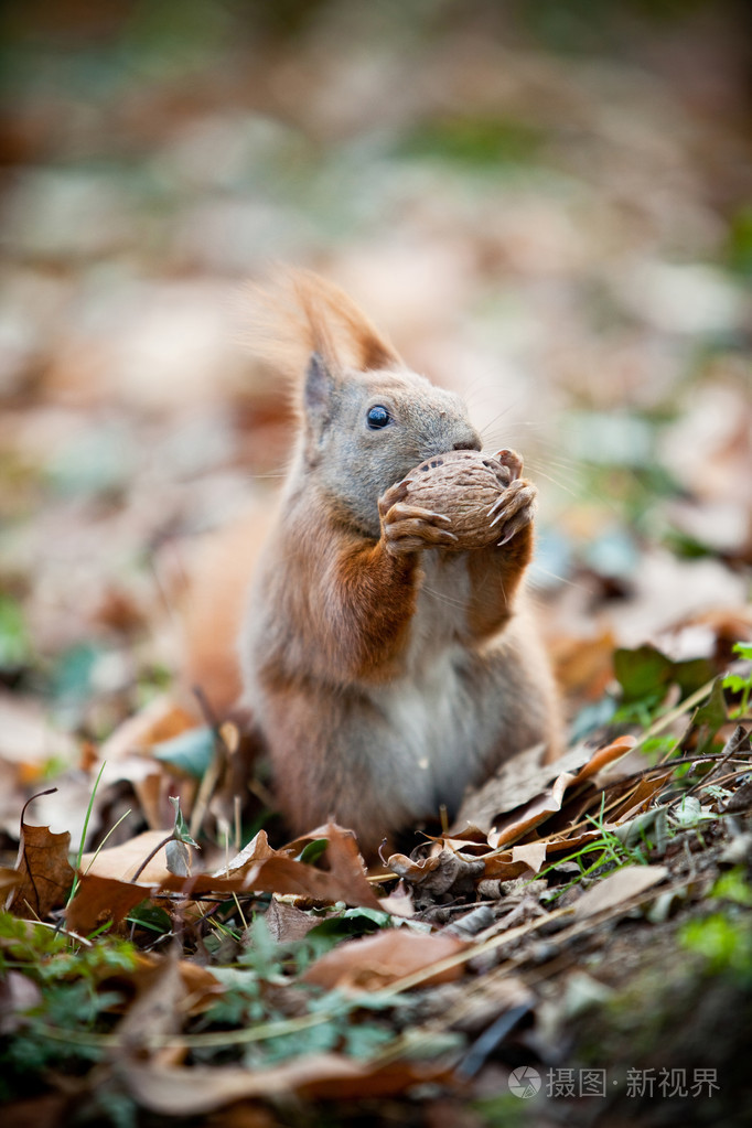 松鼠吃坚果