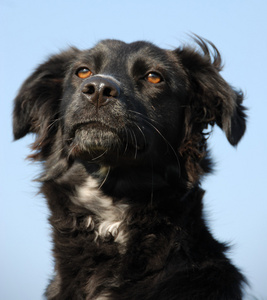 警察犬训练照片 正版商用图片00kev7 摄图新视界