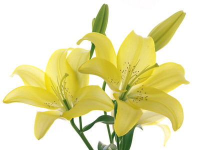 美丽的黄色百合花图片