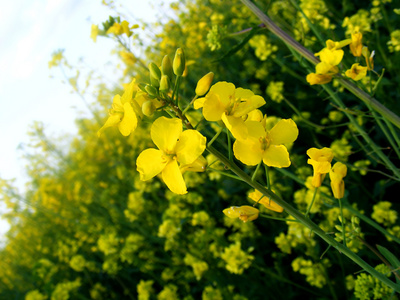 桃花图片