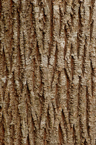 槭树树皮背景