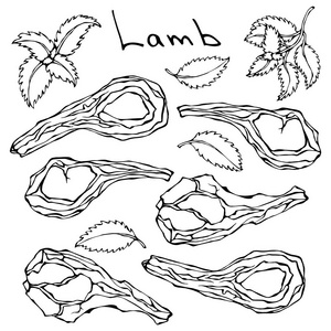 原料羊排肋骨设置.现实的矢量图孤立的手绘涂鸦或卡通风格素描.