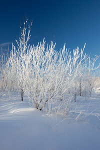 冬季景观。在雪中树木