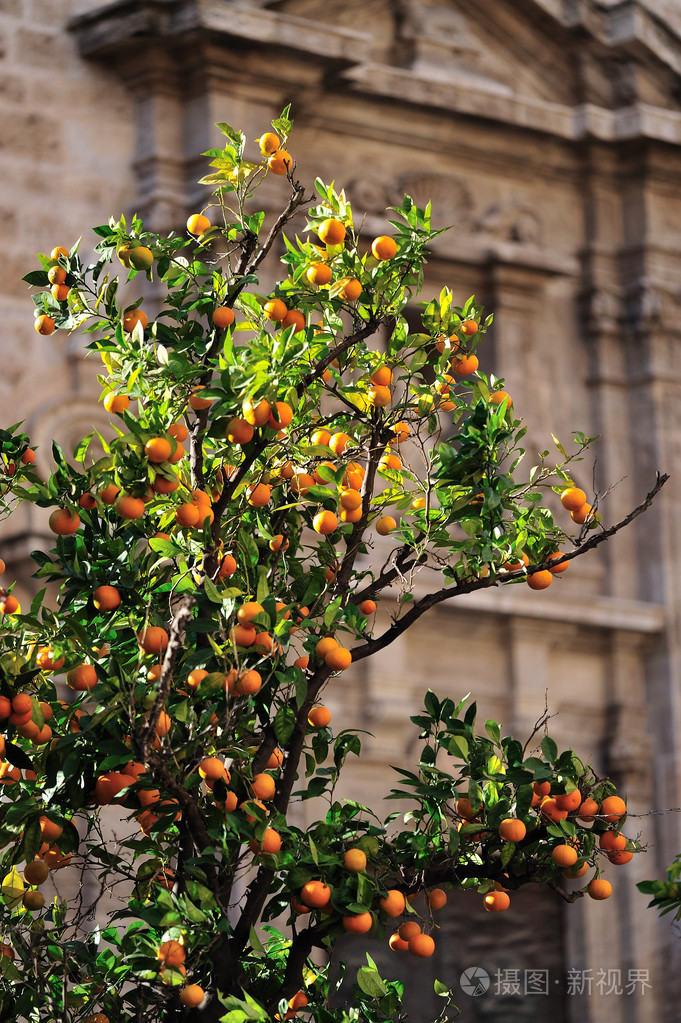 在城市的桔子树