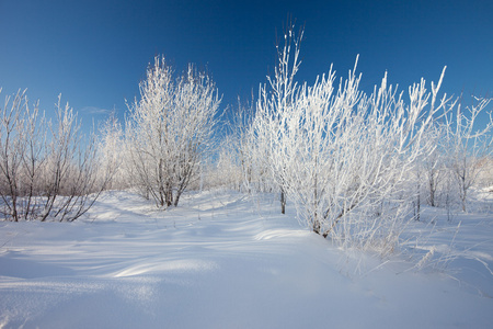 冬季景观。在雪中树木