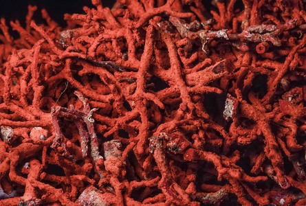 地中海的红珊瑚图片