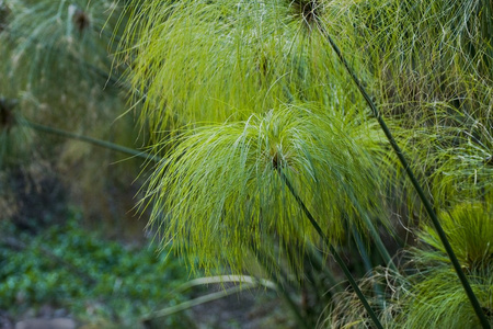 芦苇的茎梗图片