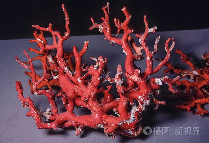 地中海红珊瑚分支照片 正版商用图片00kkhz 摄图新视界