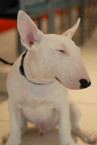 白色 bullterrier