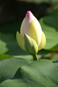 含苞的莲花图片