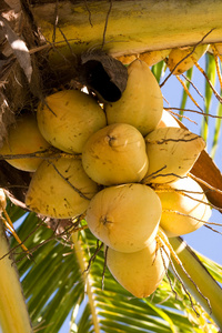 黄色椰子