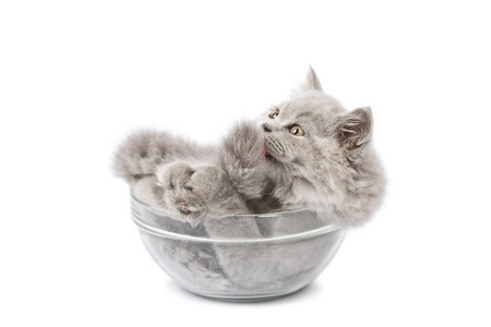 英国小猫被隔绝的玻璃碗里