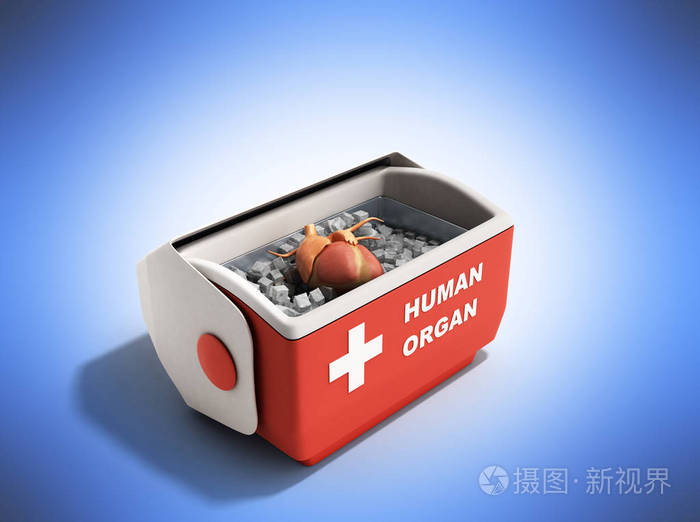 器官运输概念打开人体器官冰箱框r