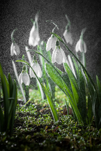 五彩缤纷春季白花与柔和的背景