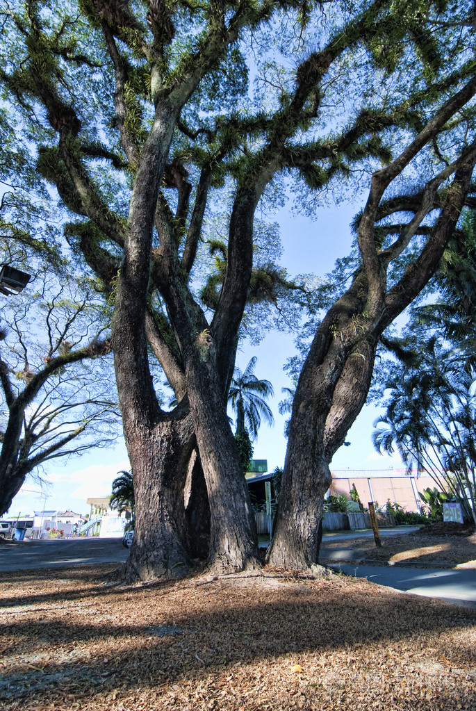 丹特里国家公园树