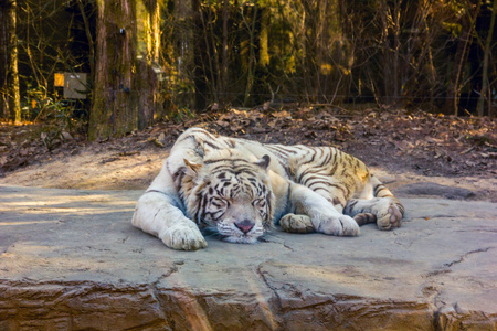 老虎在石头上睡觉照片