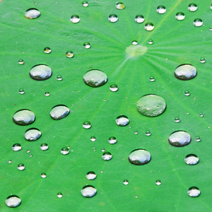 荷叶水珠图片