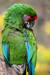 军用Macaw