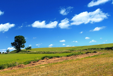 夏季乡村景色